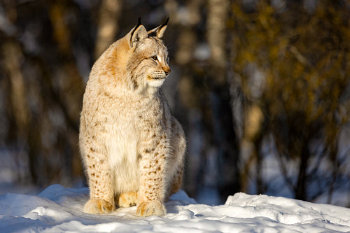 Lynx sitting on snow while looking away