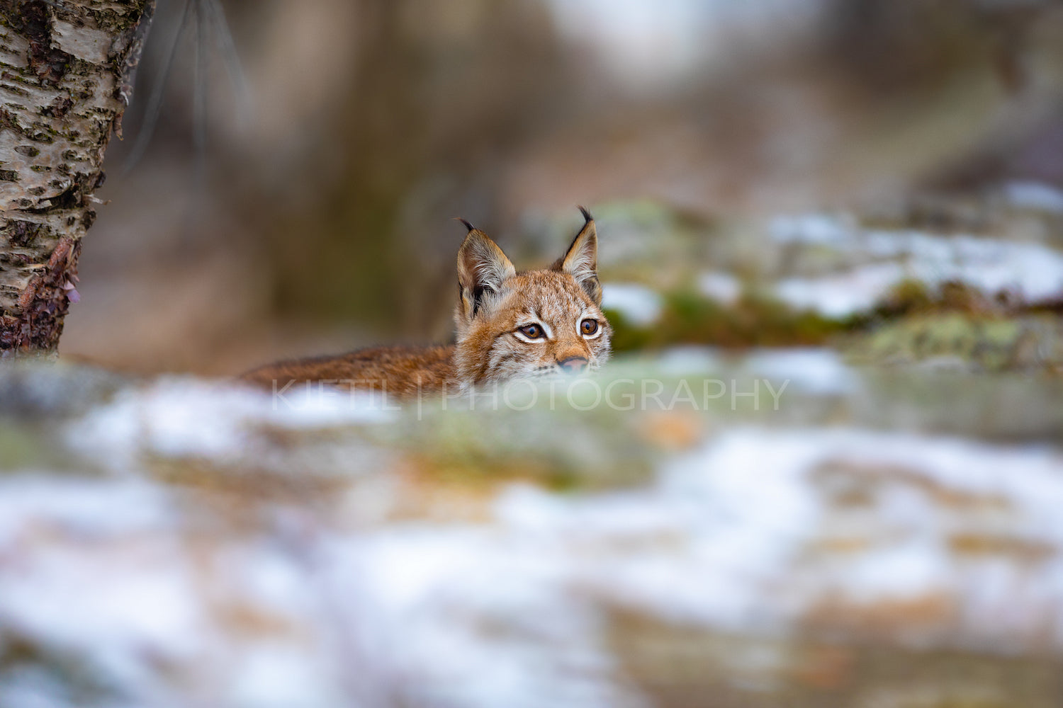 Playfull eurasian lynx lurking in the forest at early winter