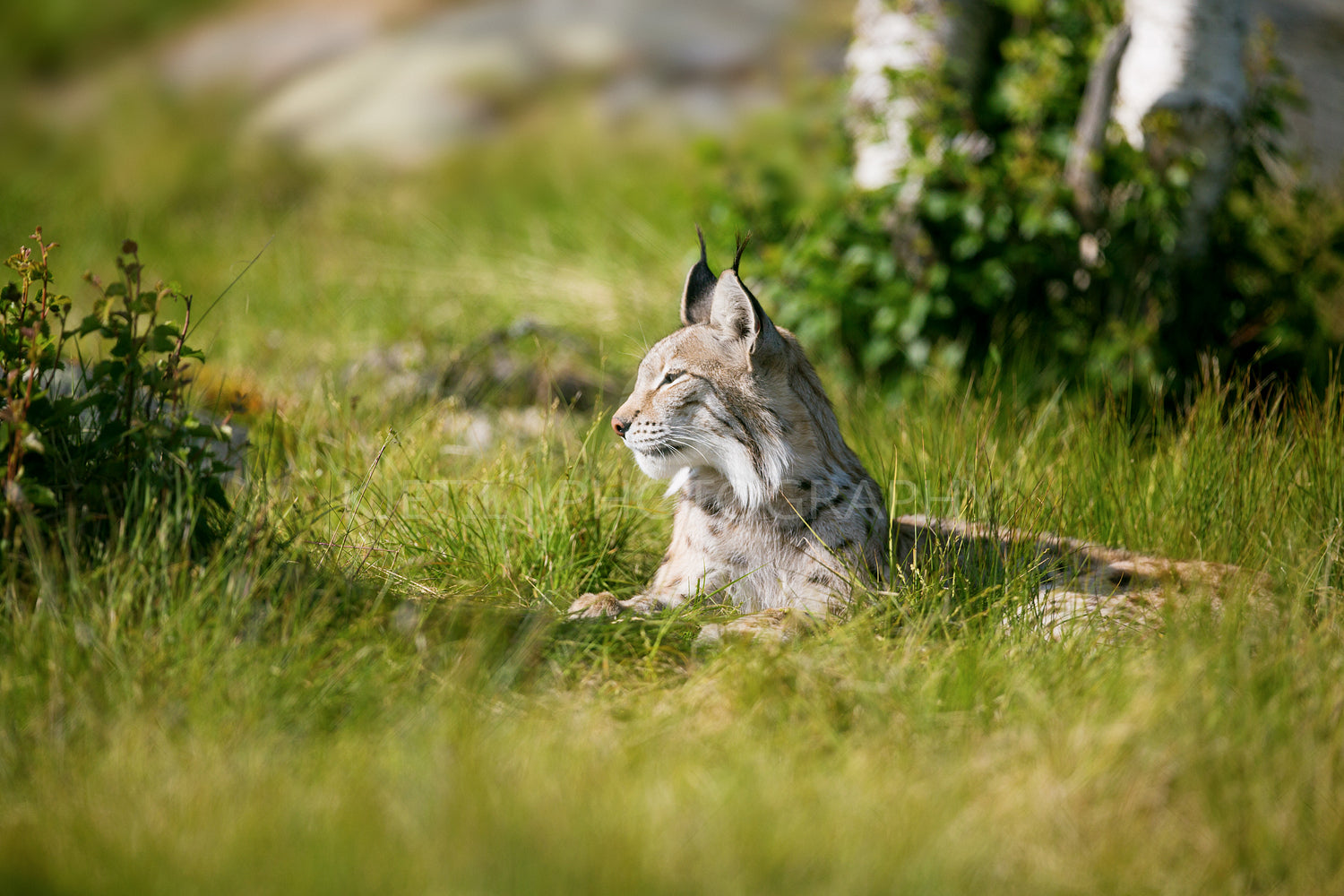 Proud lynx in the grass