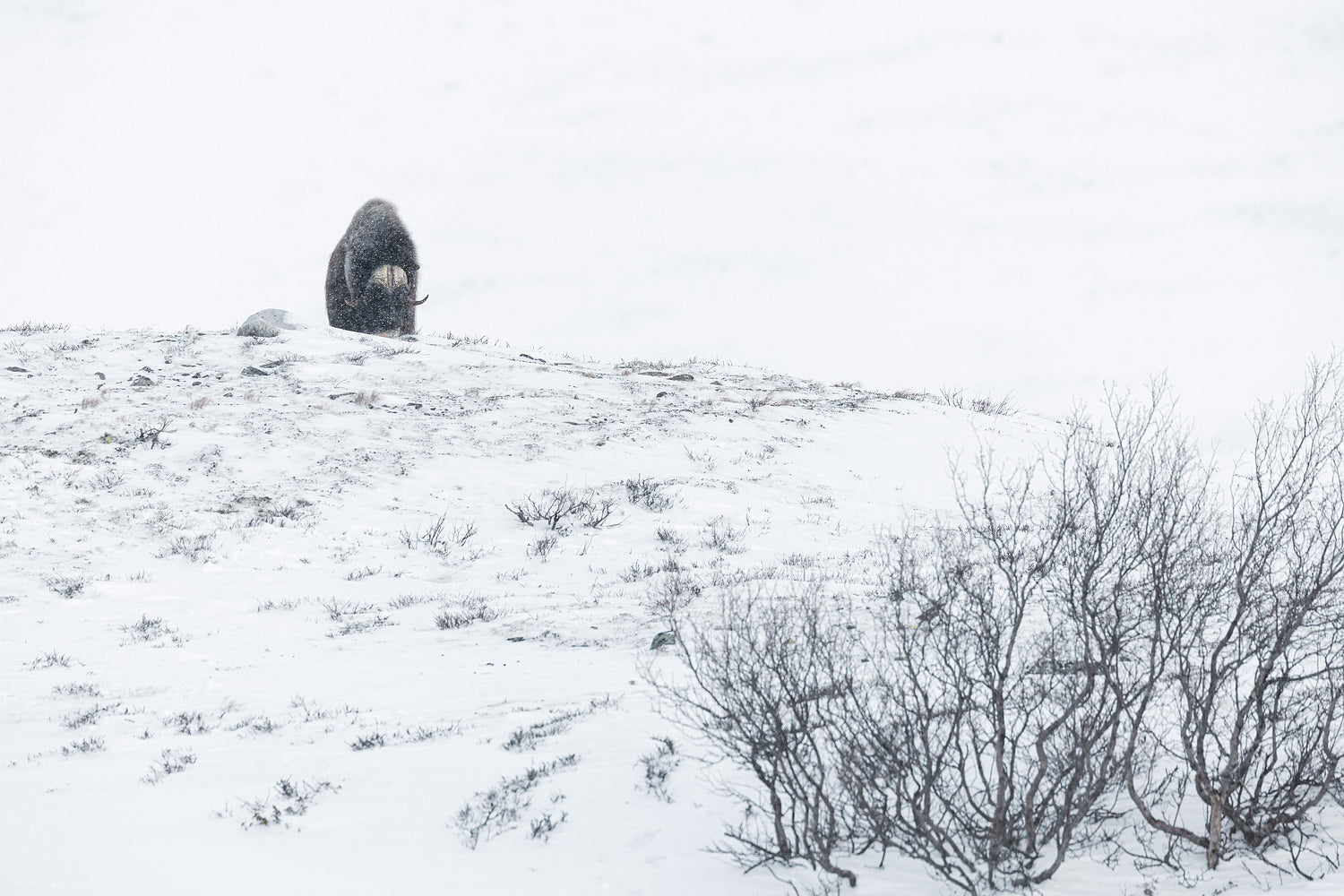 Musk Ox in Dovre mountains in the extreme winter and snow blizzard