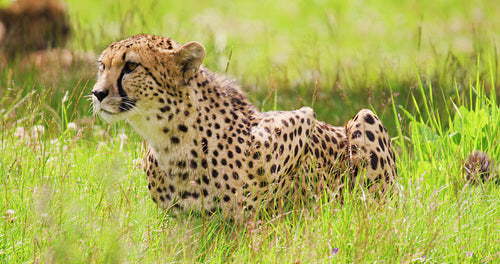 Alert cheetah sitting on field in forest
