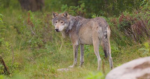 Close-up of a large male grey wolf standing and looking into the forest