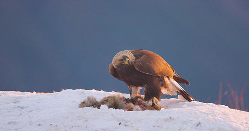 Golden eagle watching out for enemies in the mountains at winter