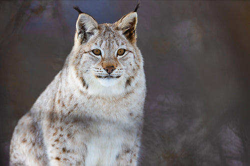Portrait of alert Eurasian lynx in nature during winter