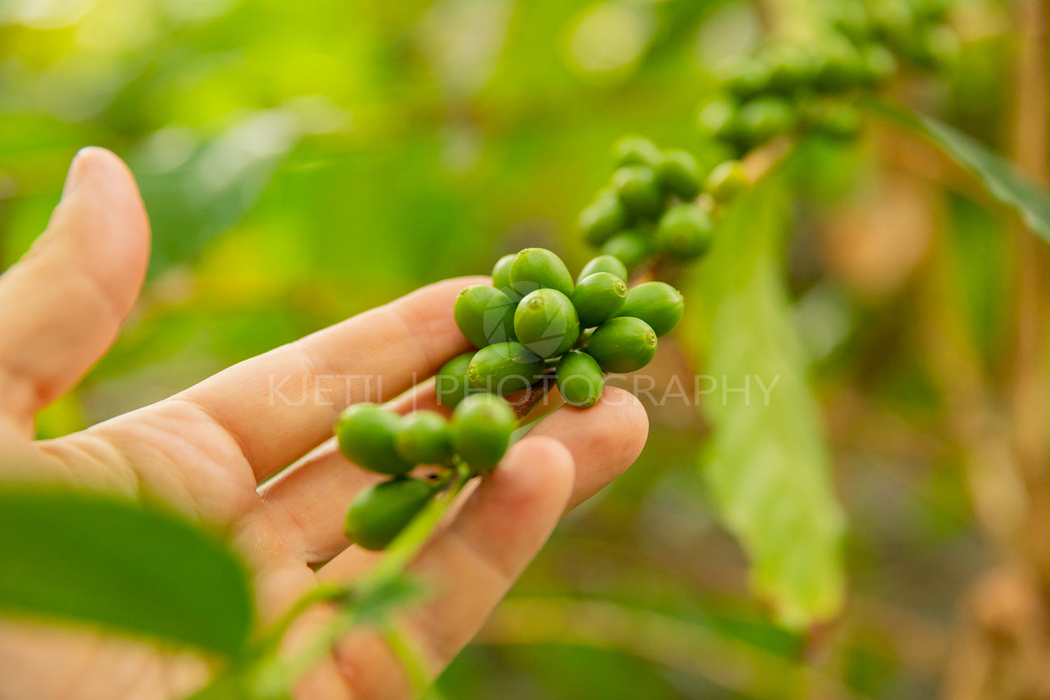 Close-Up Of Man Hand Inspects Fresh Coffee Fruits on Twig