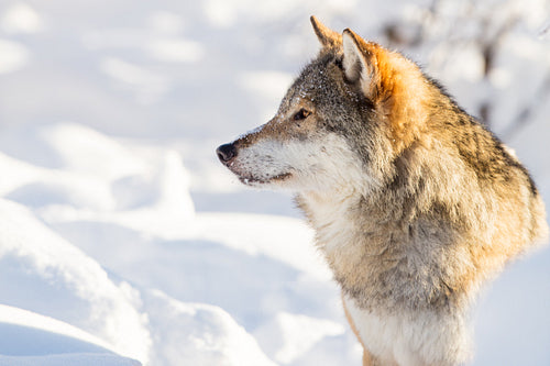 Close-up portrait of wolf in beautiful winter landscape