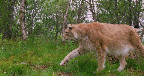 European lynx walking in the forest at summer