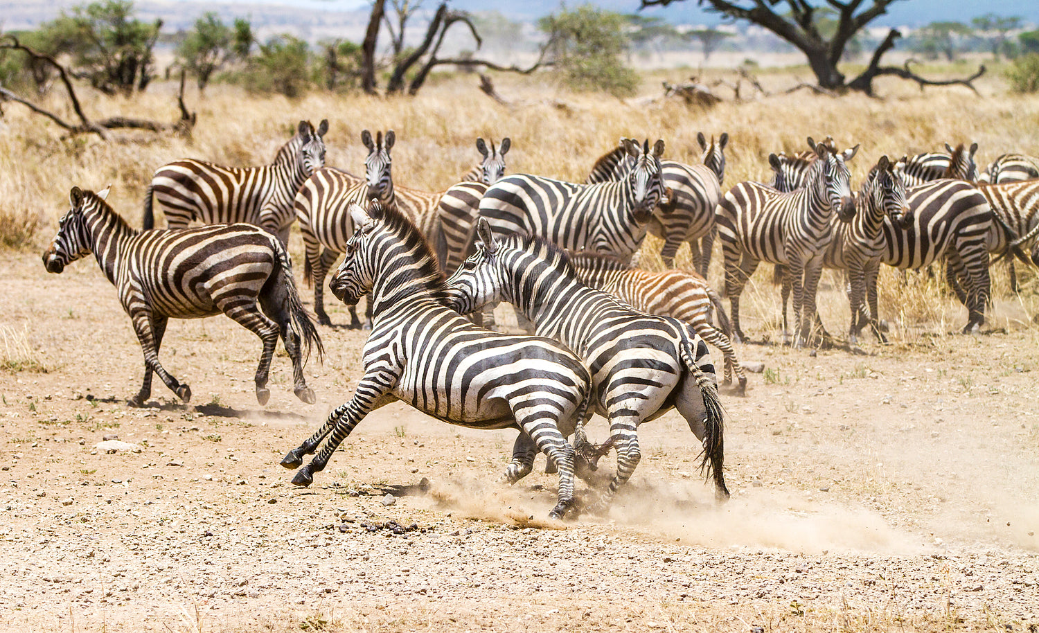 Two zebras fighting at the plains of Serengeti