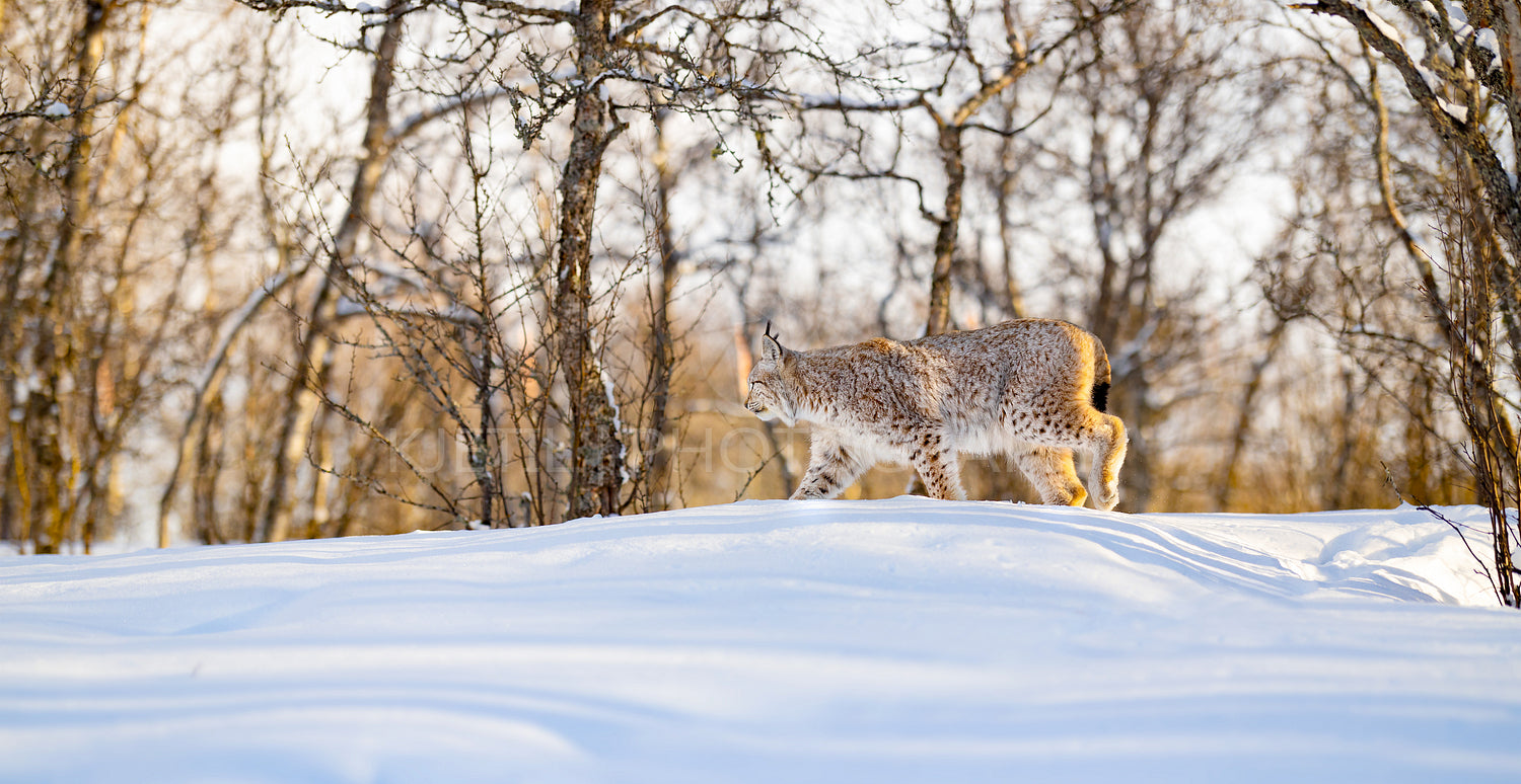 Lynx strolling on snow by bare trees in nature