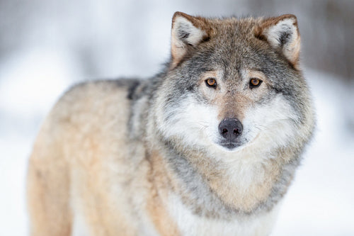 Portrait of alert wolf standing on the snow