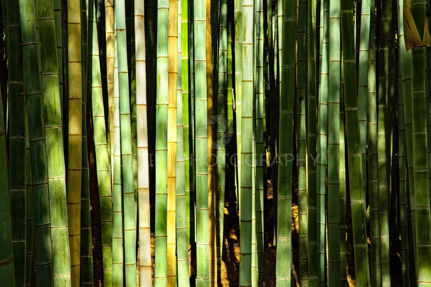 Isolated Close-up of Green Bamboo Tree Trunks in forest