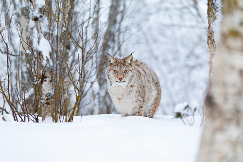 Focused lynx cat with wild eyes walking in the cold winter forest
