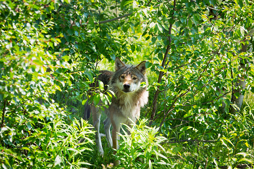 Wolf hide between trees