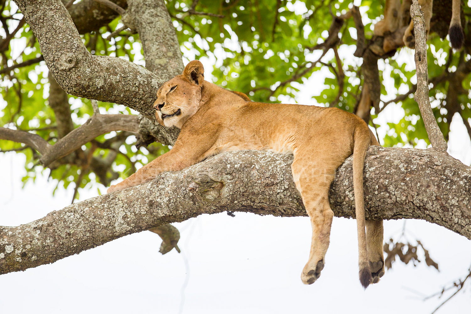 Lions in tree in Serengeti