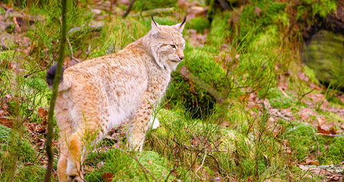 Beautiful european lynx cub walking in the forest