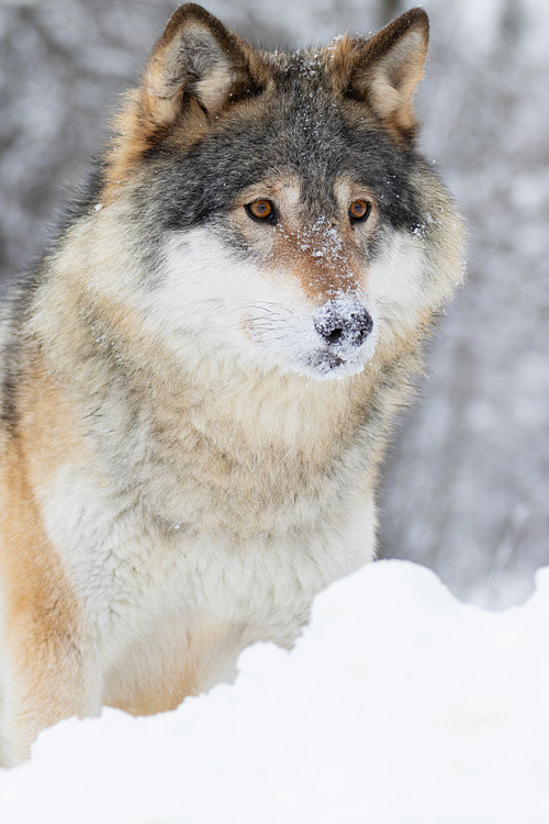 Close-up of wolf standing in beautiful and cold winter forest