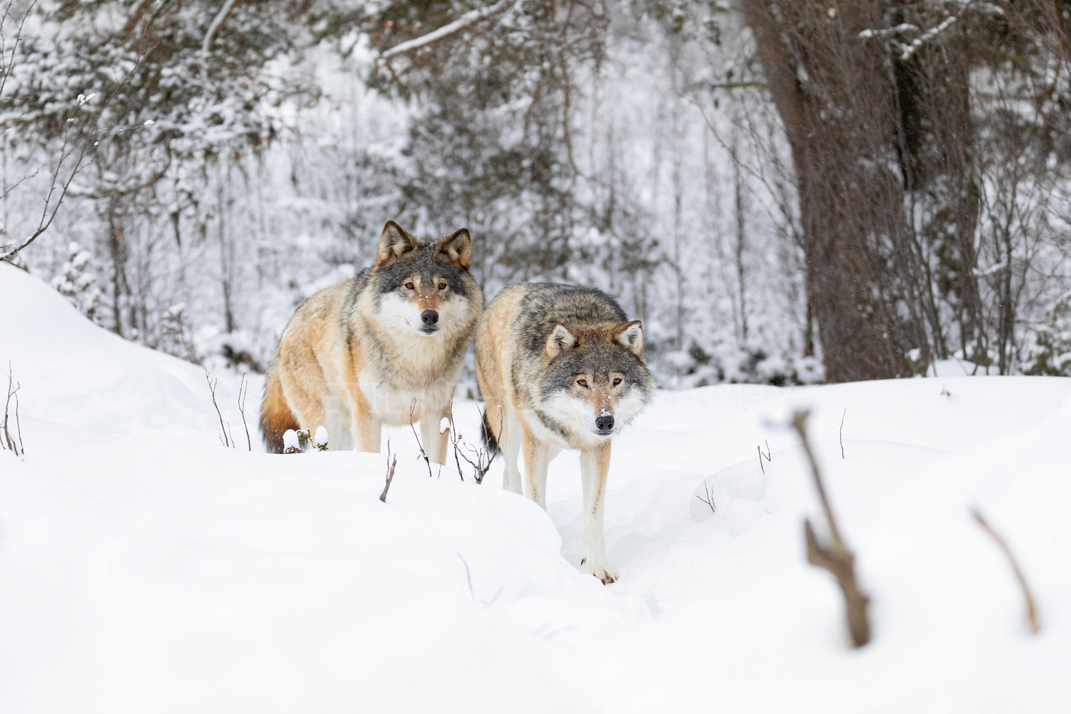 Two beautiful and curious wolves in cold winter landscape