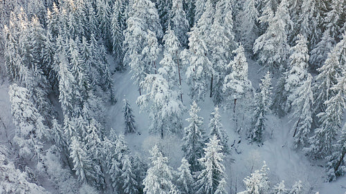 High flying camera tilt up over large frozen wood landscape in the cold winter