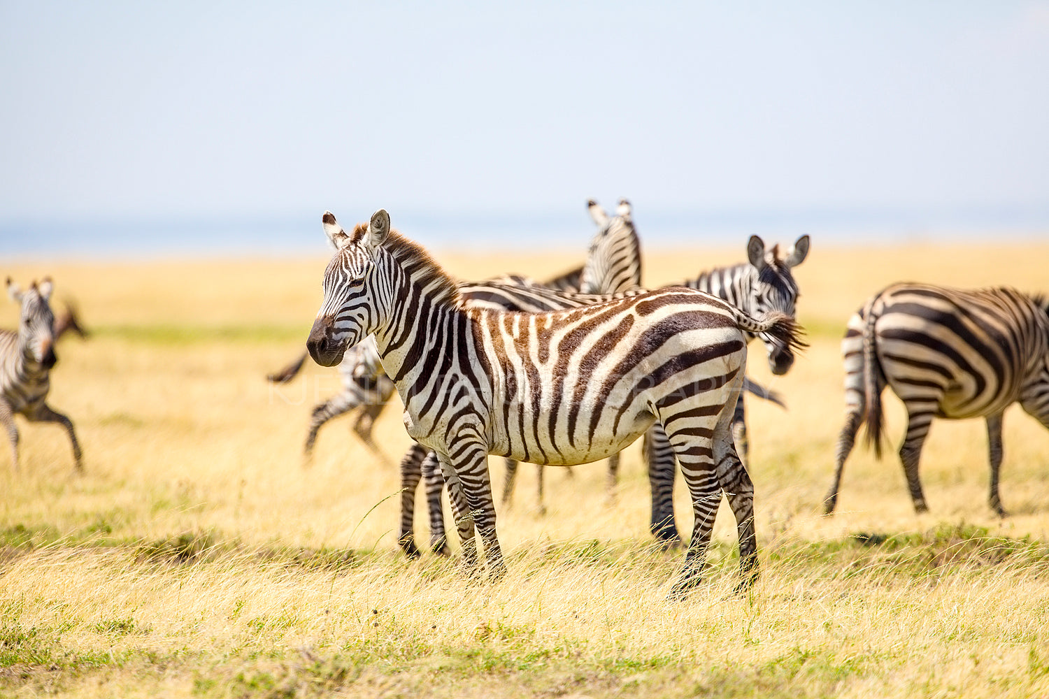 Zebras standing at the vast plains in Serengeti