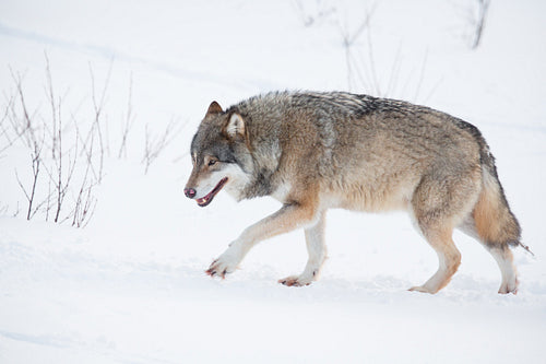 Wolf in the winter
