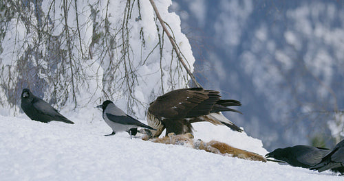 Angry golden eagle scaring away crows and magpies from prey at mountain in the winter