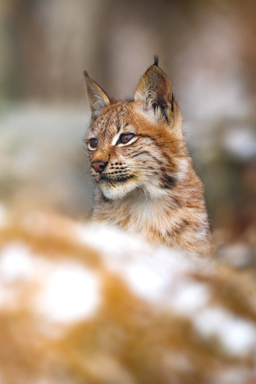 Close-up of eurasian lynx in the forest at winter looking for prey