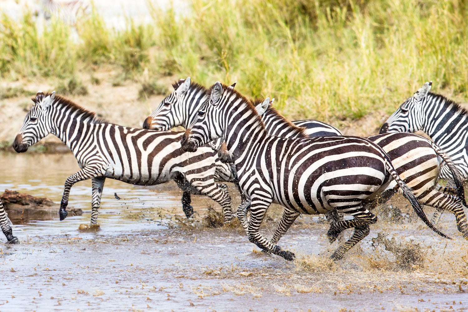 Scared zebras trots in the water