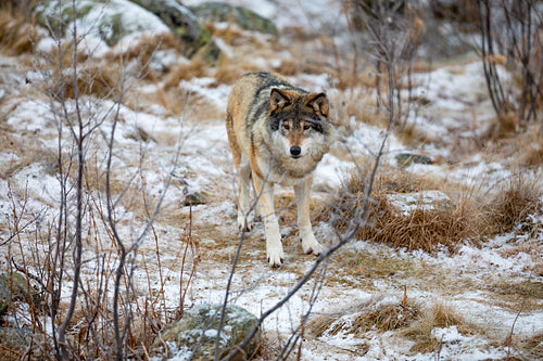 Beautiful male wolf standing in the forest in early winter