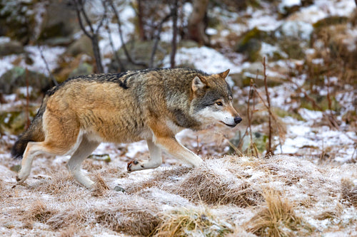 Close-up of magnificent wolf running in the forest in early winter
