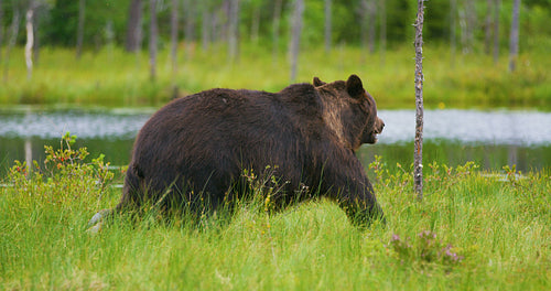 Big adult brown bear walking in the forest