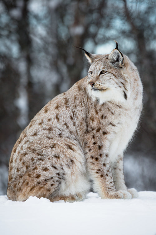 Lynx sitting in the snow