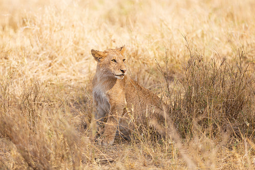 Lion cub alone in the grass at the savannah in Serengati