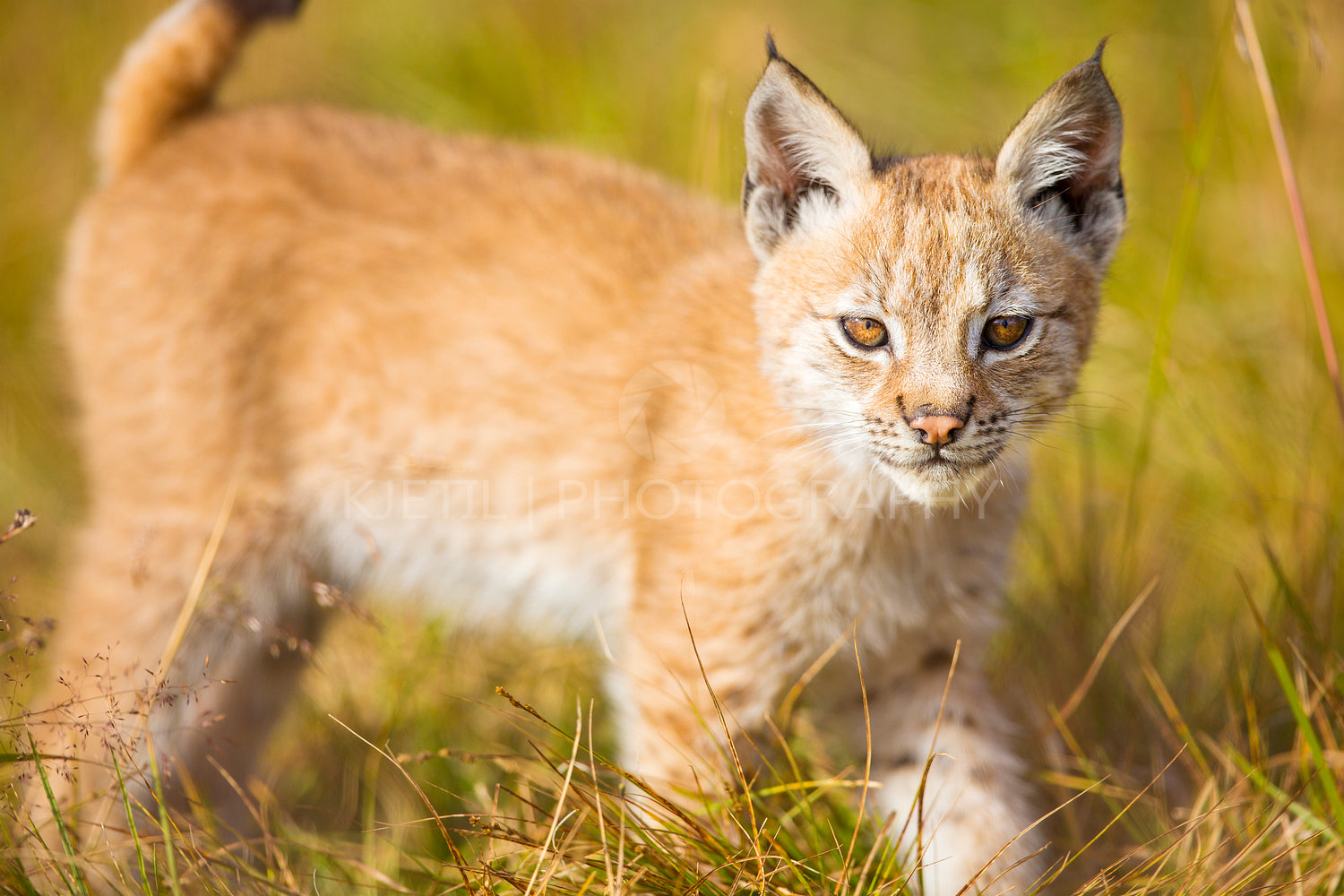 Cute young lynx cub plays in the meadow