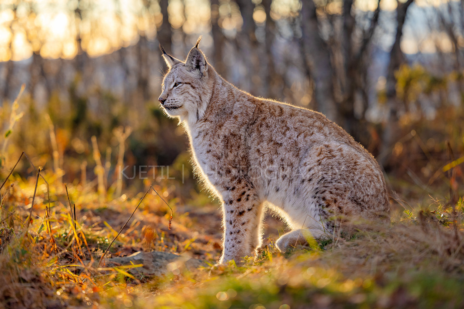 Eurasian lynx sits in the grass on forest ground in the golden hour light