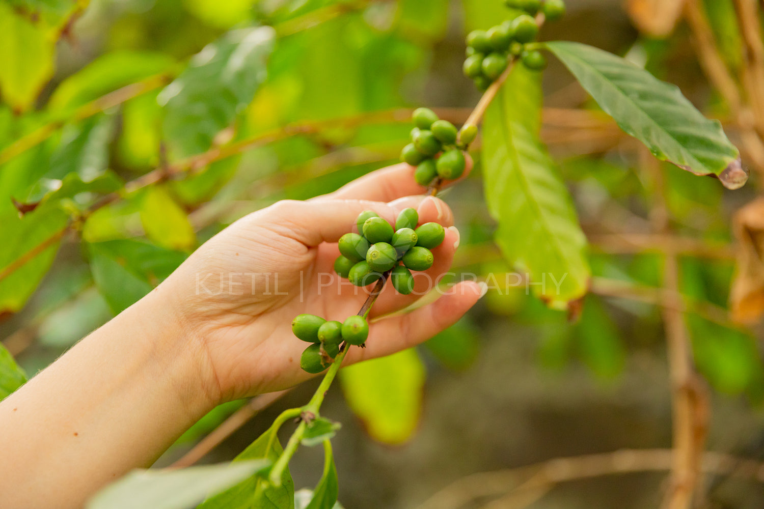 Woman Inspecting Growing Fresh Coffee Fruits on Twig