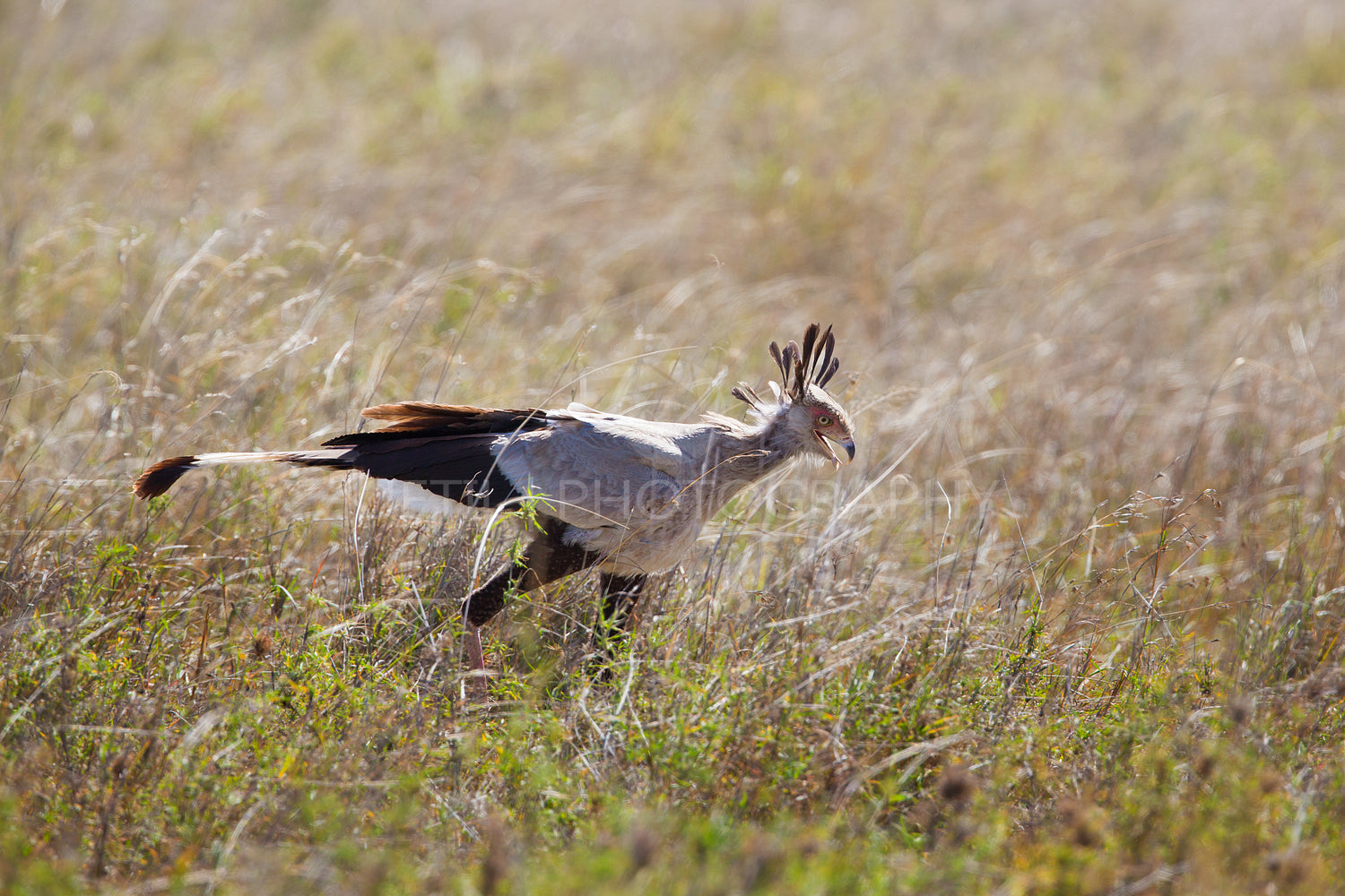 Secretary bird walking in Serengeti