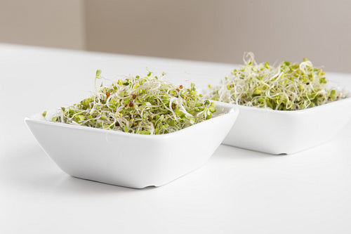 Organic Broccoli Sprouts in Bowls