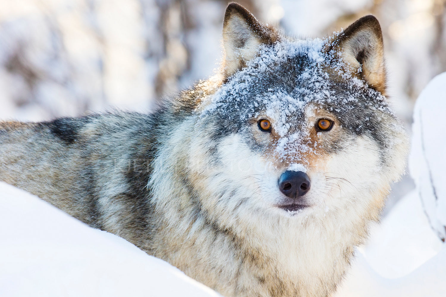 Wolf standing in beautiful winter forest