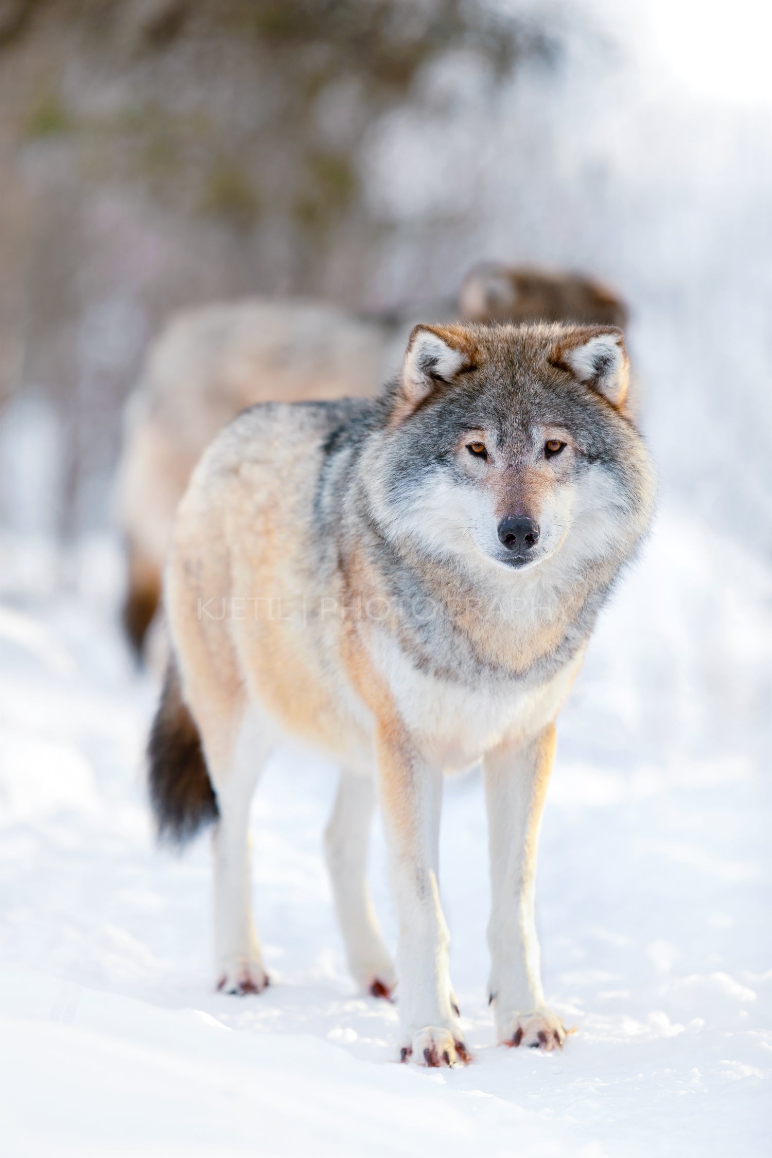 Alert wolves standing on snowy white winter landscape