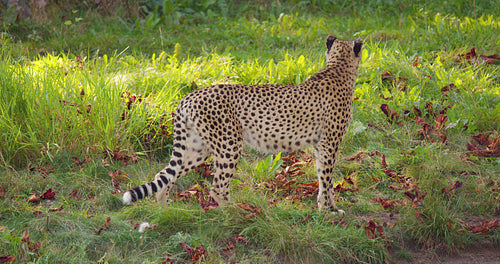 Alert adult cheetah standing on a grass field looking for enemies and prey