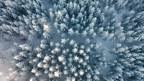 Flying directly above large cold forest in epic morning light at winter