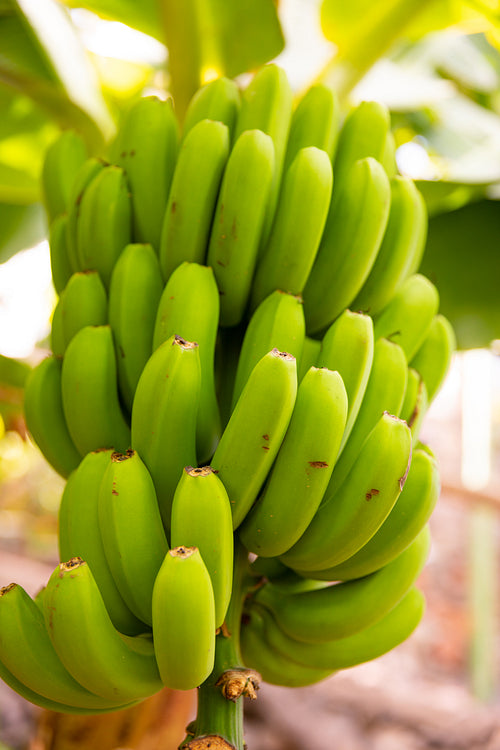 Close-Up Of Fresh Organic Green Banana's Bunch