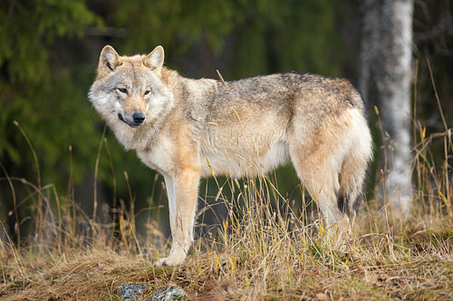 Young grey wolf standing in the forest