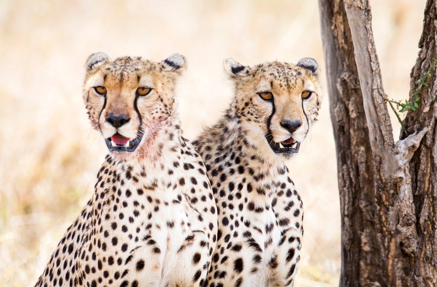 Two cheetahs rests after meal in Serengeti