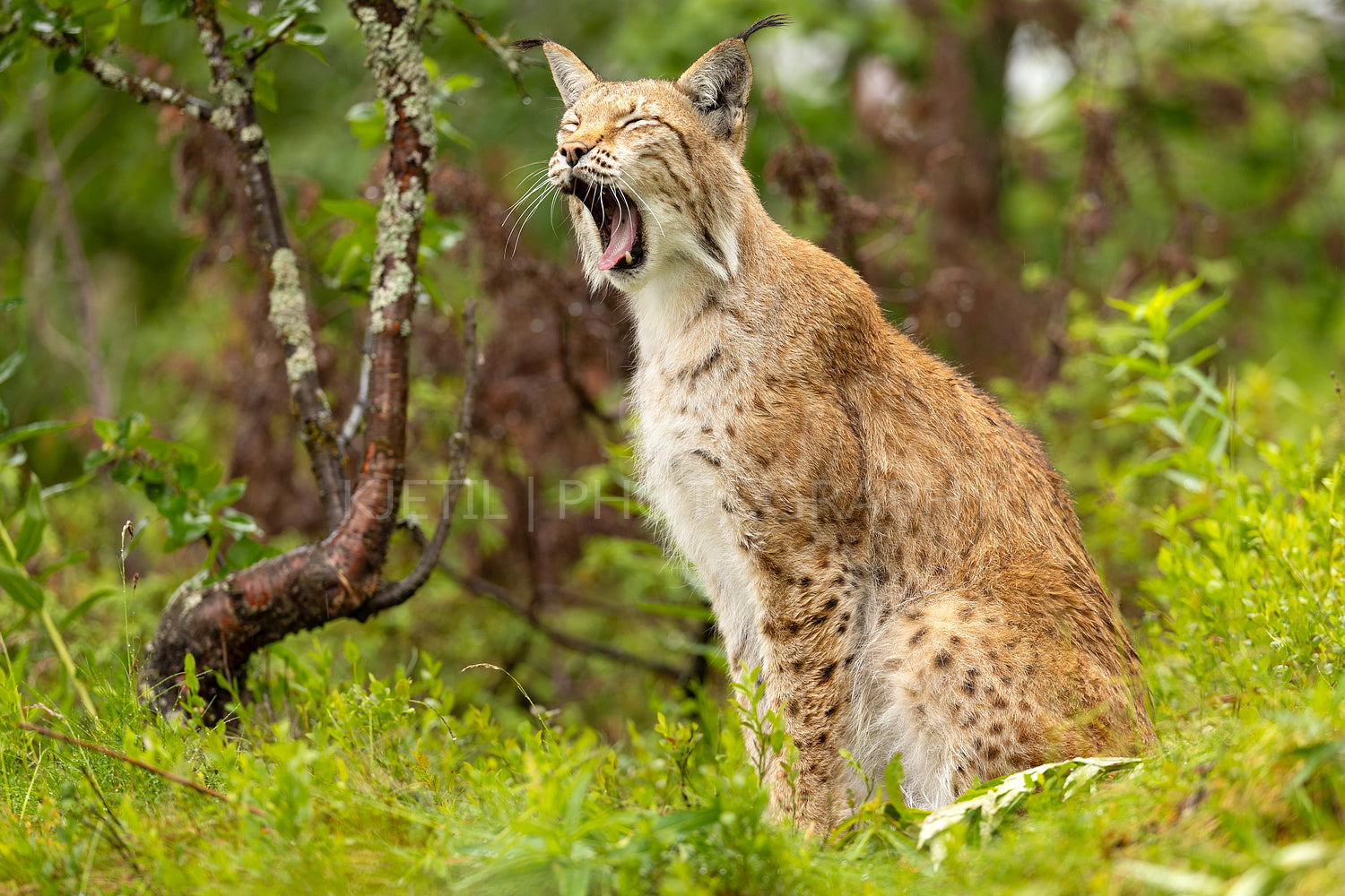 Lynx yawning or roaring in the forest