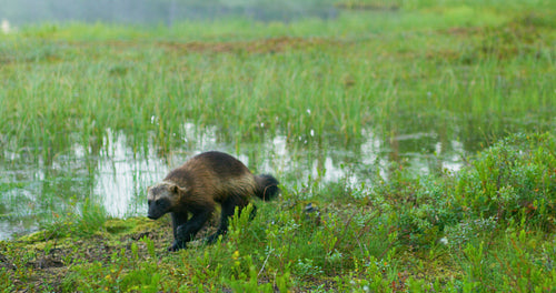 Close-up of a wild wolverine walking free in the forest