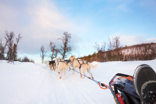 Dog sledding with huskies in the cold winter