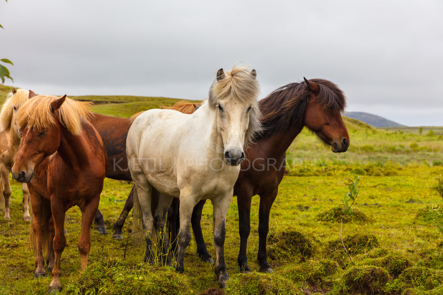 Icelandic horses grazing on field against sky