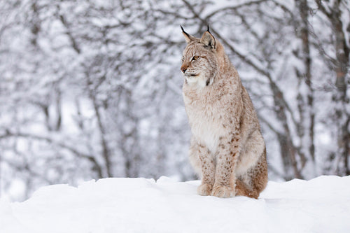 Portrait of beautiful lynx cat in the winter snow