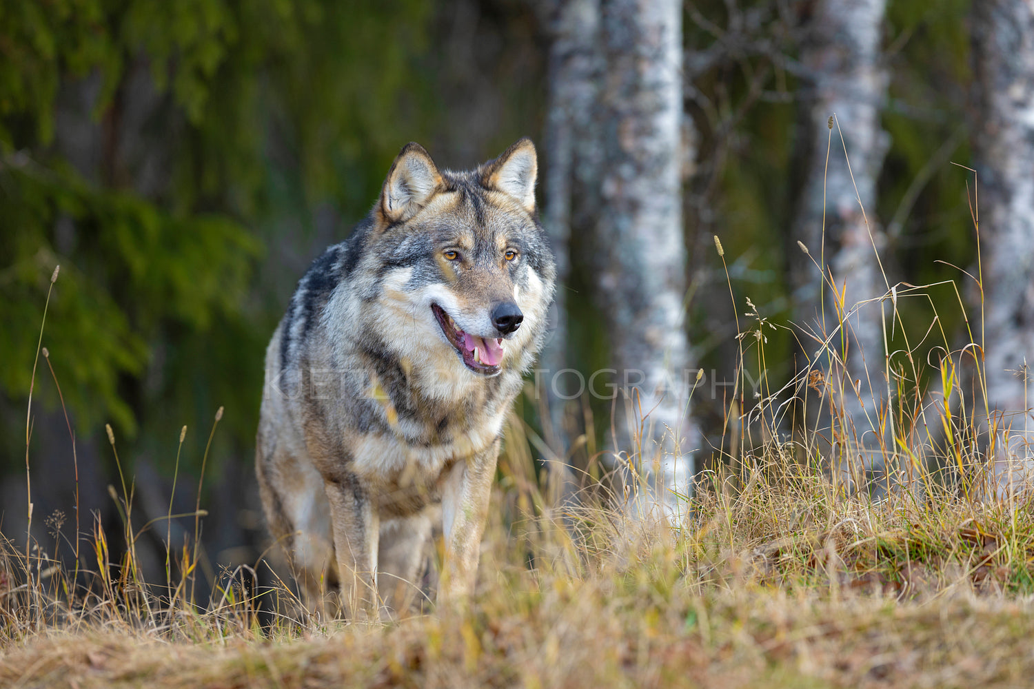 Large male grey wolf walking on a hill in the forest